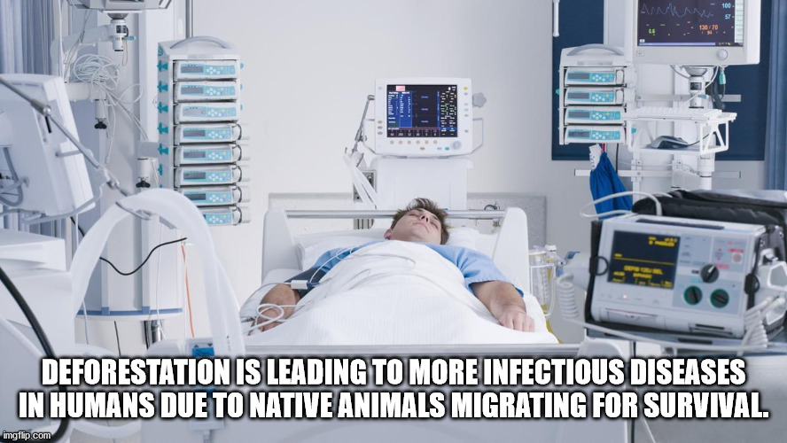 if i m ever on life support meme - Anne 100 S 13070 11 ''! 1.4 . Deforestation Is Leading To More Infectious Diseases In Humans Due To Native Animals Migrating For Survival. imgflip.com