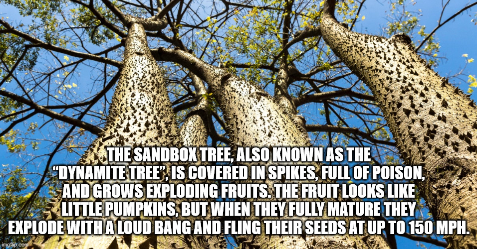 sandbox tree - The Sandbox Tree, Also Known As The "Dynamite Tree", Is Covered In Spikes, Full Of Poison, And Grows Exploding Fruits. The Fruit Looks Little Pumpkins, But When They Fully Mature They Explode With A Loud Bang And Fling Their Seeds At Up To 