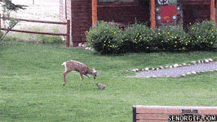 bambi and thumper playing - Senorgif.Com