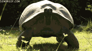 tortoise - Senorgif.Com