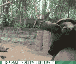 turtle falling gif - would Gifs.Icanhascheezburger.Com