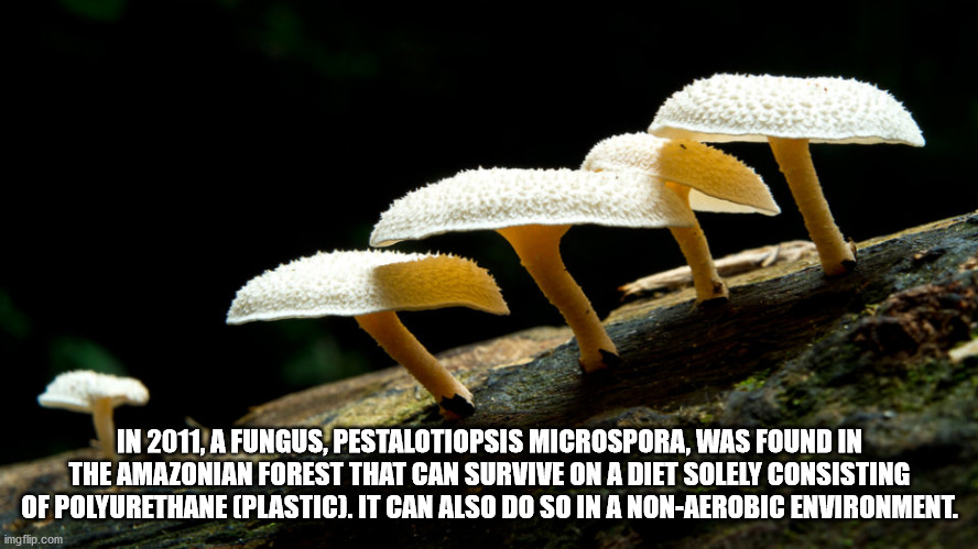 In 2011, A Fungus, Pestalotiopsis Microspora, Was Found In The Amazonian Forest That Can Survive On A Diet Solely Consisting Of Polyurethane Plastic. It Can Also Do So In A NonAerobic Environment. imgflip.com