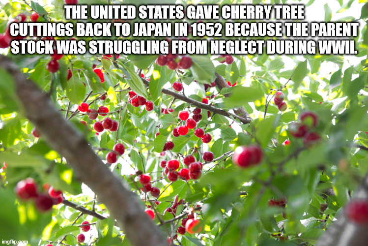 Cherry - The United States Gave Cherry Tree Cuttings Back To Japan In 1952 Because The Parent Stock Was Struggling From Neglect During Wwii. imgflip.com