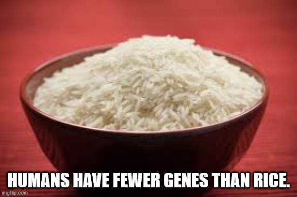 Rice - Humans Have Fewer Genes Than Rice imgflip.com