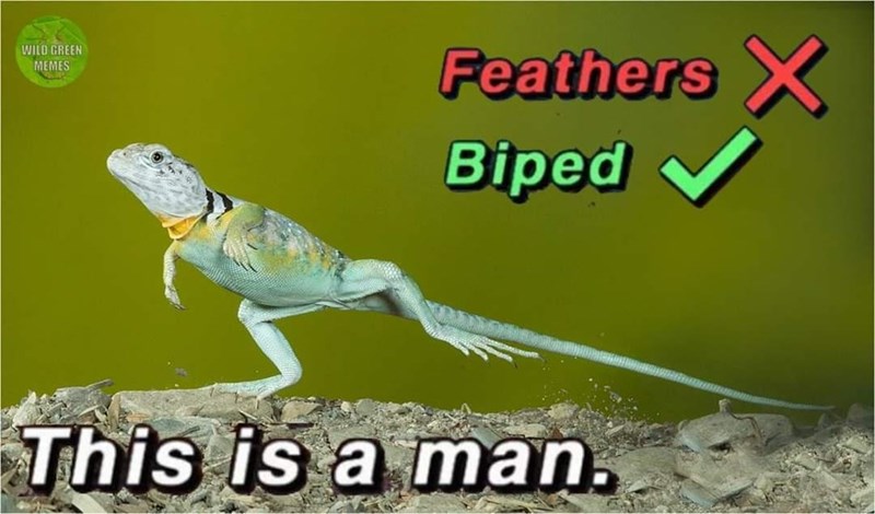 fauna - Wilo Green Memes Feathers x Biped This is a man.