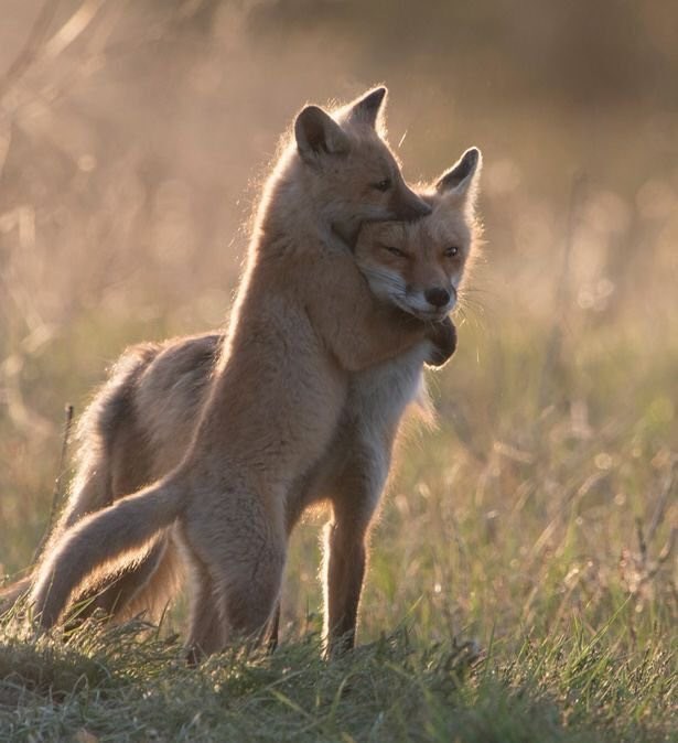 cute foxes hugging