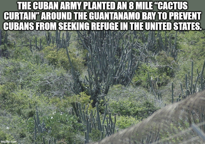 vegetation - The Cuban Army Planted An 8 Mile "Cactus Curtain" Around The Guantanamo Bay To Prevent Cubans From Seeking Refuge In The United States. imgflip.com