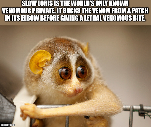 parade - Slow Loris Is The World'S Only Known Venomous Primate. It Sucks The Venom From A Patch In Its Elbow Before Giving A Lethal Venomous Bite. imgflip.com