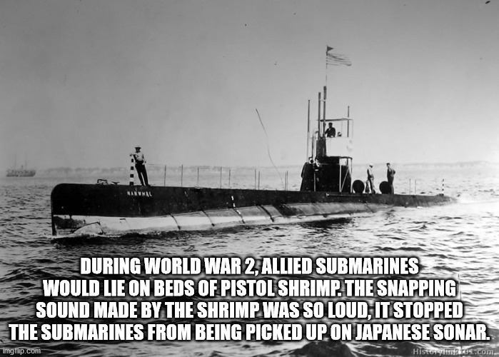 light cruiser - During World War 2, Allied Submarines Would Lie On Beds Of Pistol Shrimp. The Snapping Sound Made By The Shrimp Was So Loud, It Stopped The Submarines From Being Picked Up On Japanese Sonar. imgflip.com Historicos.com