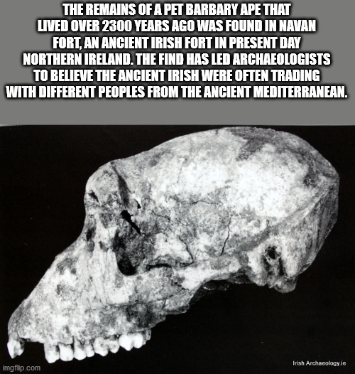 jaw - The Remains Of A Pet Barbary Ape That Lived Over 2300 Years Ago Was Found In Navan Fort, An Ancient Irish Fort In Present Day Northern Ireland. The Find Has Led Archaeologists To Believe The Ancient Irish Were Often Trading With Different Peoples Fr