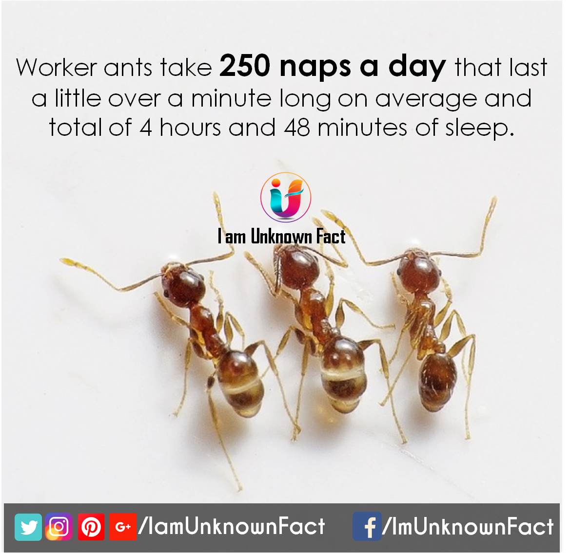 Ant - Worker ants take 250 naps a day that last a little over a minute long on average and total of 4 hours and 48 minutes of sleep. I am Unknown Fact @ G. lamUnknownFact fImUnknownFact