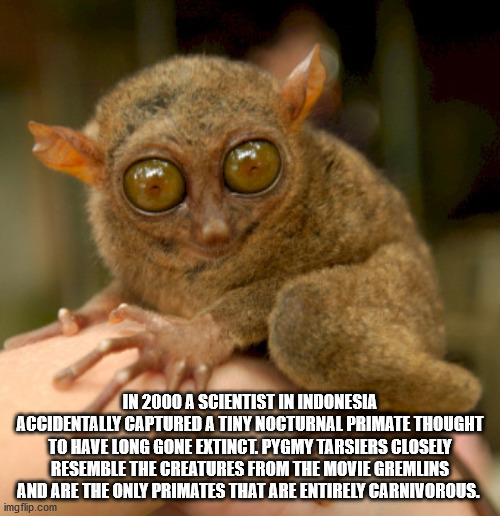 smallest animal in philippines - In 2000 A Scientist In Indonesia Accidentally Captured A Tiny Nocturnal Primate Thought To Have Long Gone Extinct. Pygmy Tarsiers Closely Resemble The Creatures From The Movie Gremlins And Are The Only Primates That Are En