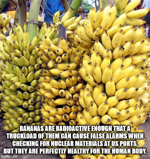 apple banana - Bananas Are Radioactive Enough That A Truckload Of Them Can Cause False Alarms When Checking For Nuclear Materials At Us Ports, But They Are Perfectly Healthy For The Human Body. imgflip.com