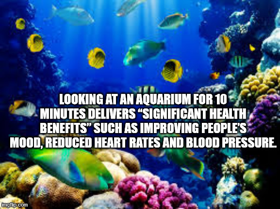 tropical fish and birds - Looking At An Aquarium For 10 Minutes Delivers Significant Health Benefits" Such As Improving People'S Mood, Reduced Heart Rates And Blood Pressure imgflip.com