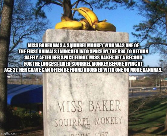 landmark - Miss Baker Was A Squirrel Monkey Who Was One Of The First Animals Launched Into Space By The Usa To Return Safely. After Her Space Flight, Miss Baker Set A Record For The LongestLived Squirrel Monkey Before Dying At Age 27. Her Grave Can Often 