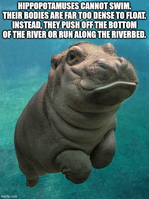 happy baby hippo - Hippopotamuses Cannot Swim. Their Bodies Are Far Too Dense To Float. Instead, They Push Off The Bottom Of The River Or Run Along The Riverbed. imgflip.com