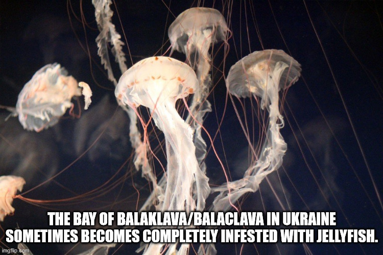 Organism - The Bay Of BalaklavaBalaclava In Ukraine Sometimes Becomes Completely Infested With Jellyfish. imgflip.com