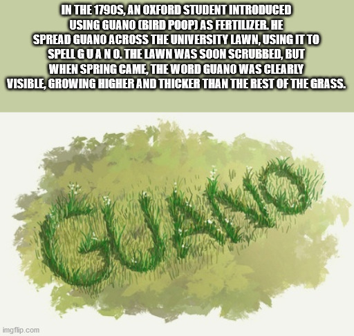 vegetation - In The 1790S, An Oxford Student Introduced Using Guano Bird Poop As Fertilizer. He Spread Guano Across The University Lawn, Using It To Spell Guano. The Lawn Was Soon Scrubbed, But When Spring Came, The Word Guano Was Clearly Visible, Growing