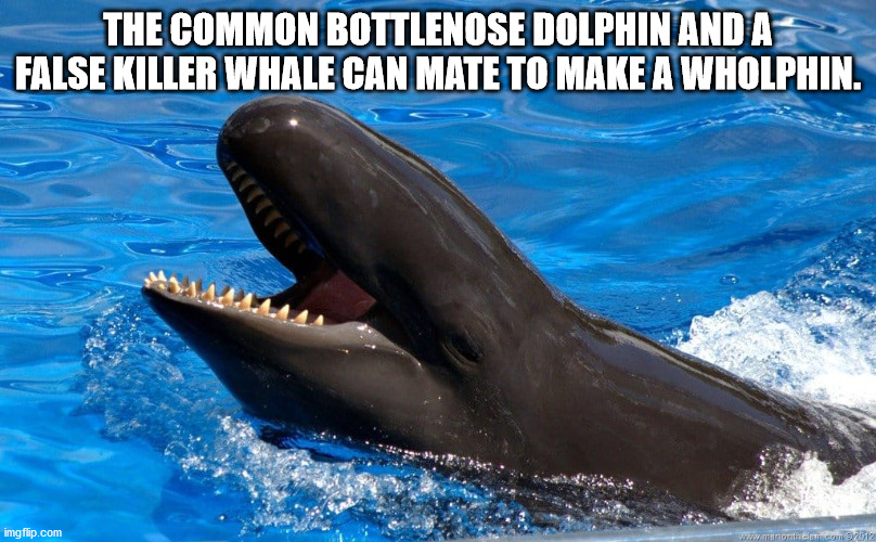 wholphin breeds - The Common Bottlenose Dolphin And A False Killer Whale Can Mate To Make A Wholphin. imgflip.com som 9612