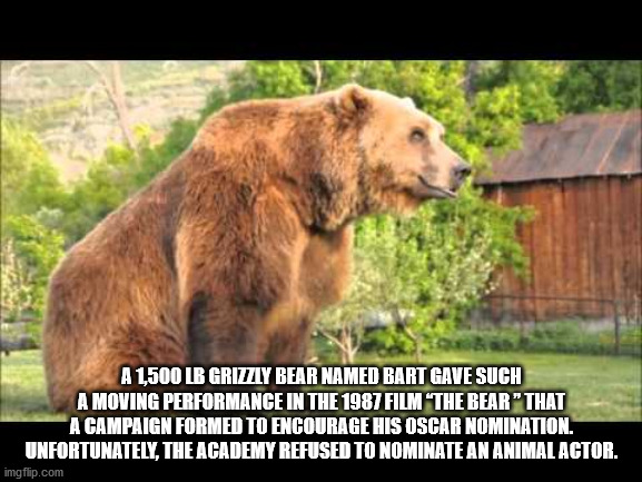 grizzly bear - A 1,500 Lb Grizzly Bear Named Bart Gave Such A Moving Performance In The 1987 Film "The Bear "That A Campaign Formed To Encourage His Oscar Nomination. Unfortunately, The Academy Refused To Nominate An Animal Actor. imgflip.com