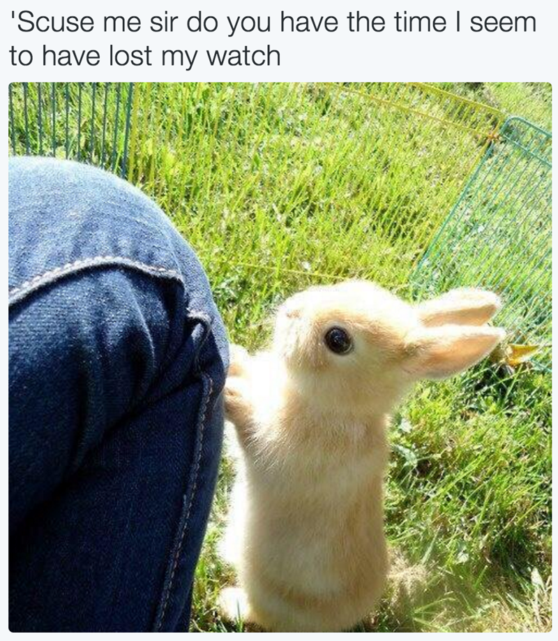 cute bunny memes - Scuse me sir do you have the time I seem to have lost my watch