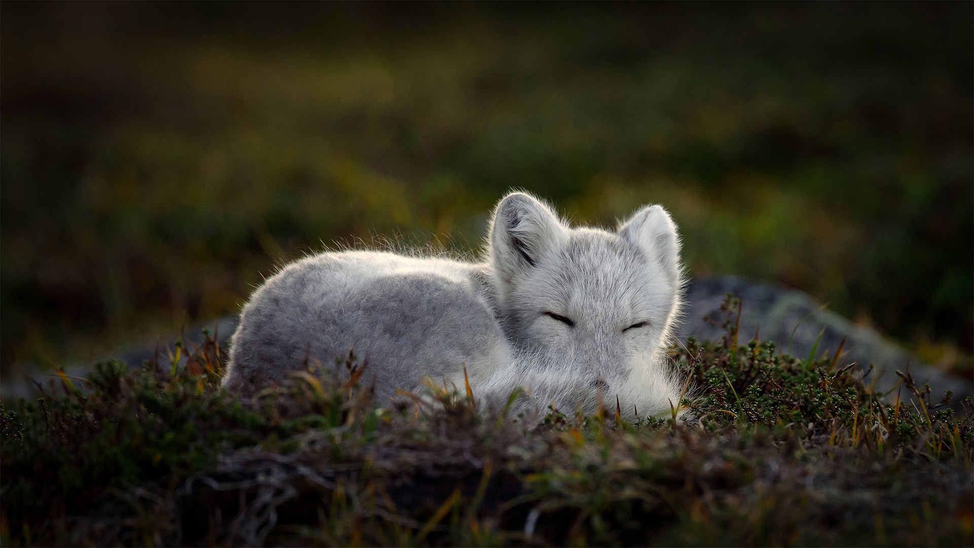 Arctic fox