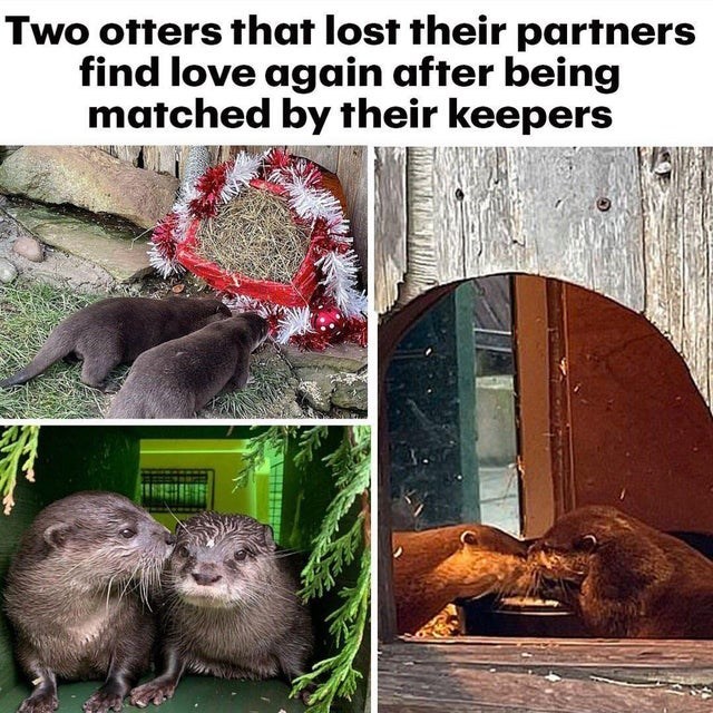 fauna - Two otters that lost their partners find love again after being matched by their keepers