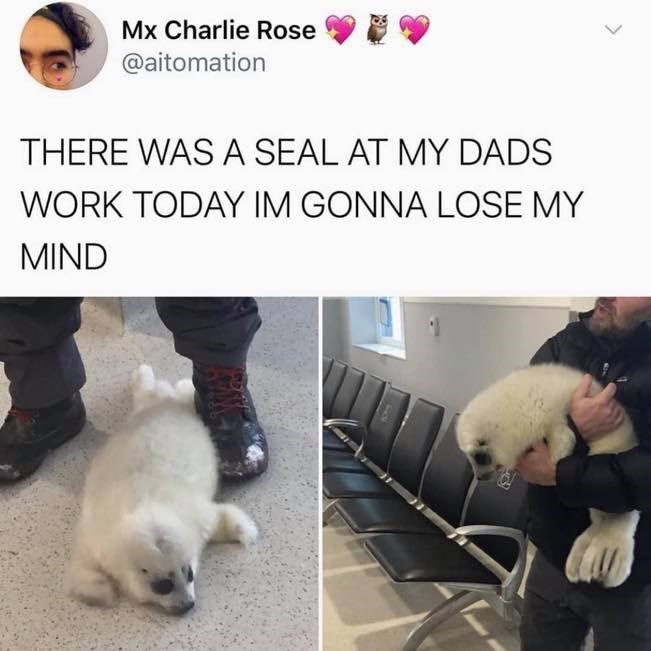 photo caption - Mx Charlie Rose There Was A Seal At My Dads Work Today Im Gonna Lose My Mind