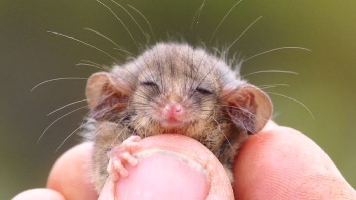 kangaroo island pygmy possum