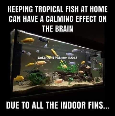 indoor fins - Keeping Tropical Fish At Home Can Have A Calming Effect On The Brain Unknown PUNster 2018 Due To All The Indoor Fins...