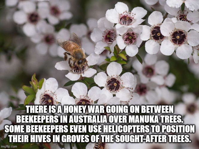 Mānuka honey - There Is A Honey War Going On Between Beekeepers In Australia Over Manuka Trees. Some Beekeepers Even Use Helicopters To Position Their Hives In Groves Of The SoughtAfter Trees. imgflip.com