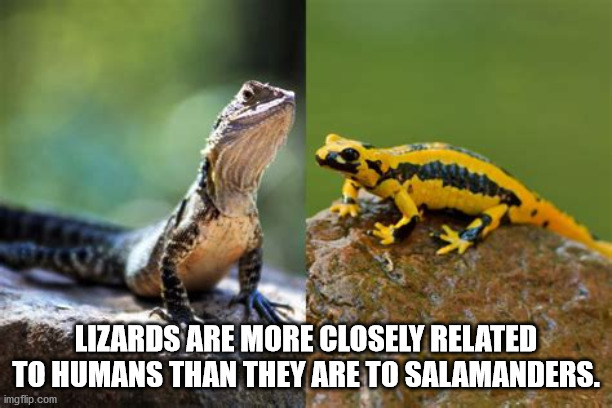 fauna - Lizards Are More Closely Related To Humans Than They Are To Salamanders. imgflip.com