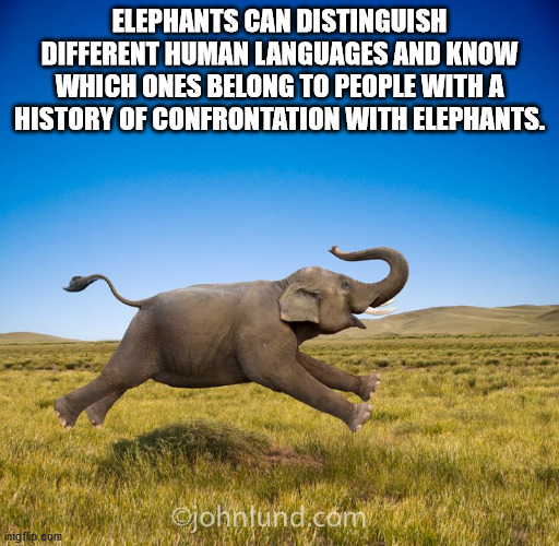 elephant galloping - Elephants Can Distinguish Different Human Languages And Know Which Ones Belong To People With A History Of Confrontation With Elephants. .com imgflip.com