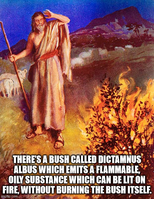 moses and the burning bush - There'S A Bush Called Dictamnus Albus Which Emits A Flammable, Oily Substance Which Can Be Lit On Fire, Without Burning The Bush Itself. imgflip.com