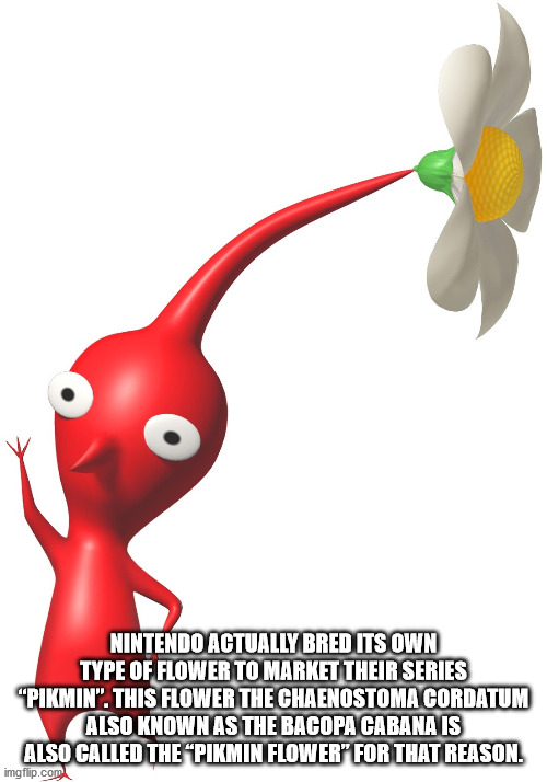 red pikmin - Nintendo Actually Bred Its Own Type Of Flower To Market Their Series "Pikmin". This Flower The Chaenostoma Cordatum Also Known As The Bacopa Cabana Is Also Called The "Pikmin Flower" For That Reason. imgflip.com