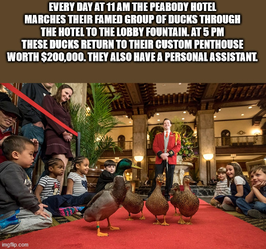 peabody hotel memphis - Every Day At 11 Am The Peabody Hotel Marches Their Famed Group Of Ducks Through The Hotel To The Lobby Fountain. At 5 Pm These Ducks Return To Their Custom Penthouse Worth $200,000. They Also Have A Personal Assistant imgflip.com