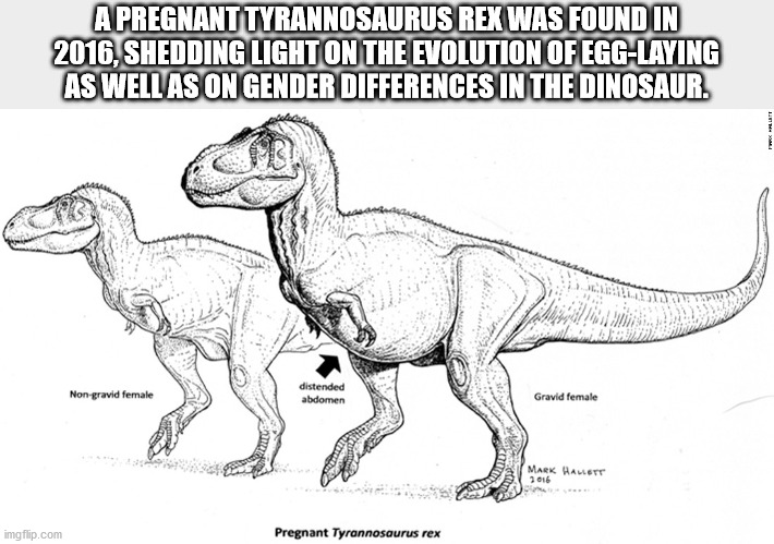 dinosaur sex - A Pregnanttyrannosaurus Rex Was Found In 2016, Shedding Light On The Evolution Of EggLaying As Well As On Gender Differences In The Dinosaur. Non gravid female distended abdomen Gravid female Mark Hallett 7016 imgflip.com Pregnant Tyrannosa