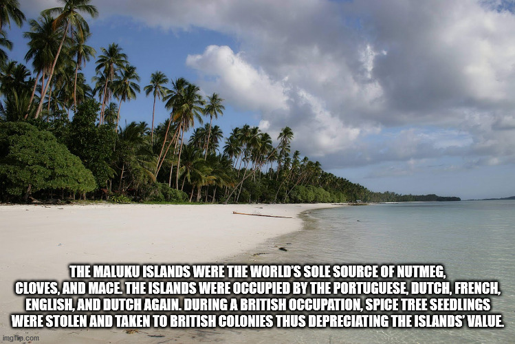 The Maluku Islands Were The World'S Sole Source Of Nutmeg, Cloves, And Mace The Islands Were Occupied By The Portuguese, Dutch, French, English, And Dutch Again. During A British Occupation, Spice Tree Seedlings Were Stolen And Taken To British Colonies…