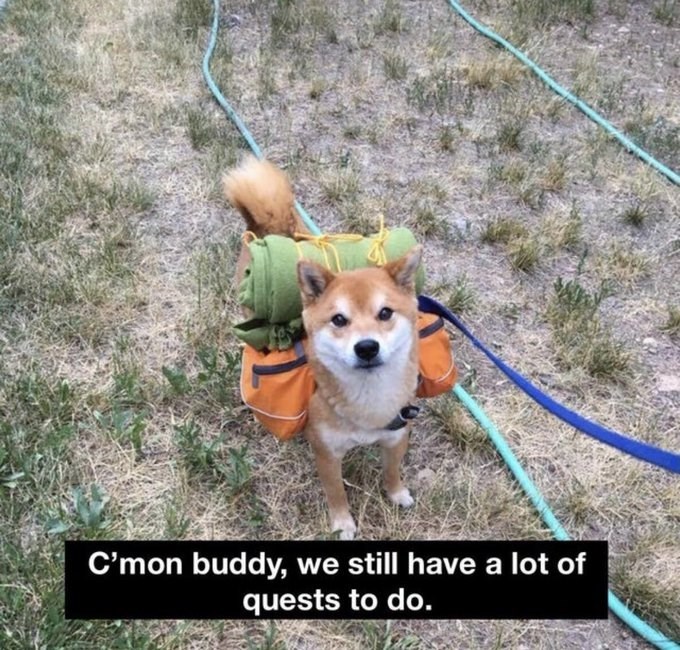adventure shibe - C'mon buddy, we still have a lot of quests to do.