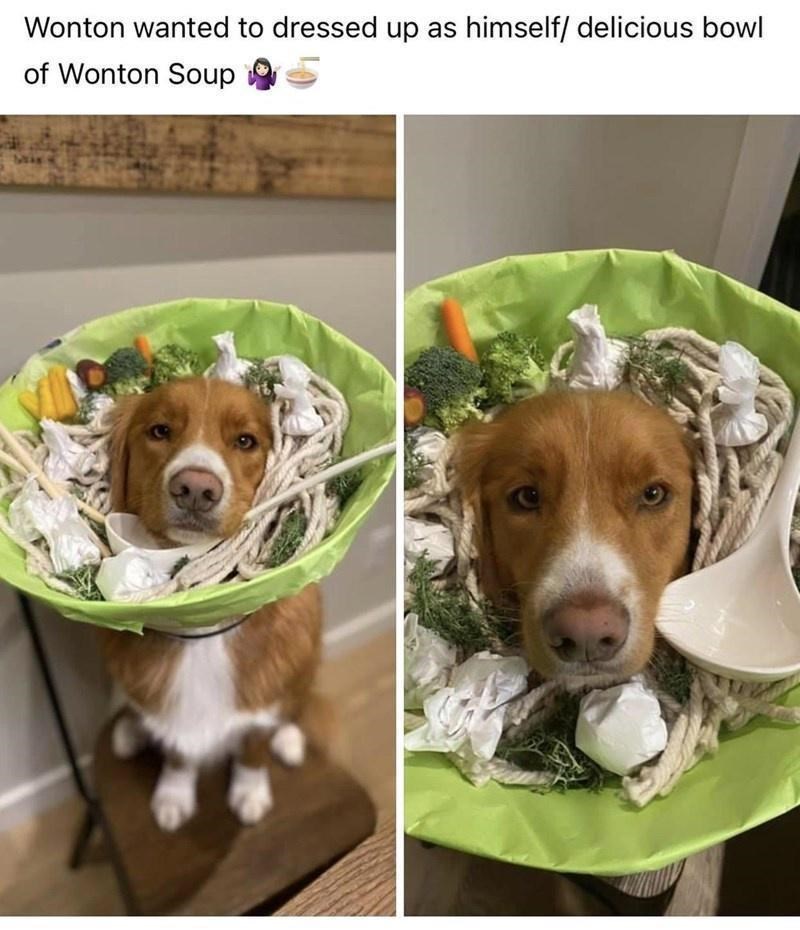 photo caption - Wonton wanted to dressed up as himself delicious bowl of Wonton Soup