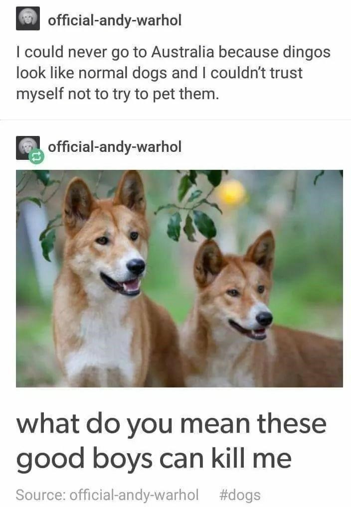 memes animals - officialandywarhol I could never go to Australia because dingos look normal dogs and I couldn't trust myself not to try to pet them. officialandywarhol what do you mean these good boys can kill me Source officialandywarhol