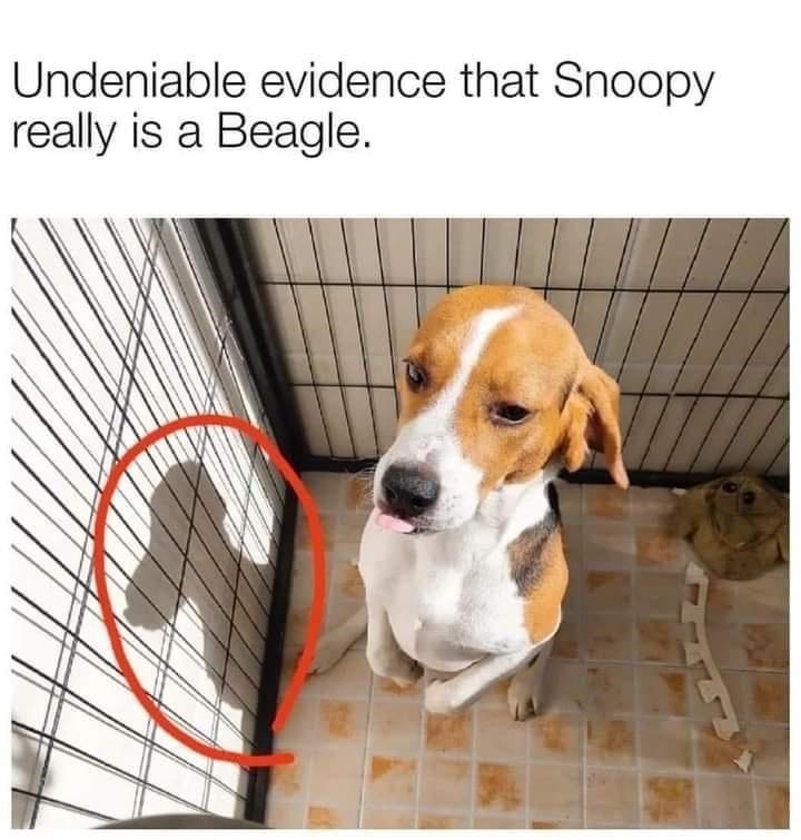 beagle snoopy - Undeniable evidence that Snoopy really is a Beagle.