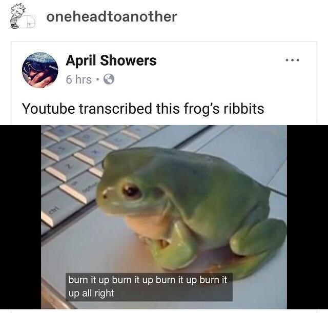 youtube transcribed this frog's ribbits - oneheadtoanother April Showers 6 hrs. Youtube transcribed this frog's ribbits burn it up burn it up burn it up burn it up all right