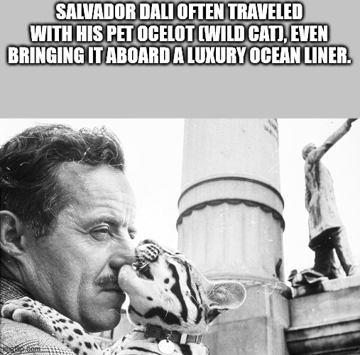 cool facts - Salvador Dali Often Traveled With His Pet Ocelot Wild Cat, Even Bringing It Aboard A Luxury Ocean Liner.