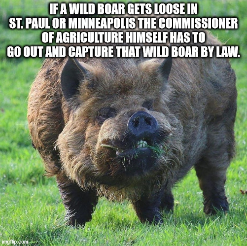 cool facts - If A Wild Boar Gets Loose In St.Paul Or Minneapolis The Commissioner Of Agriculture Himself Has To Go Out And Capture That Wild Boar By Law.