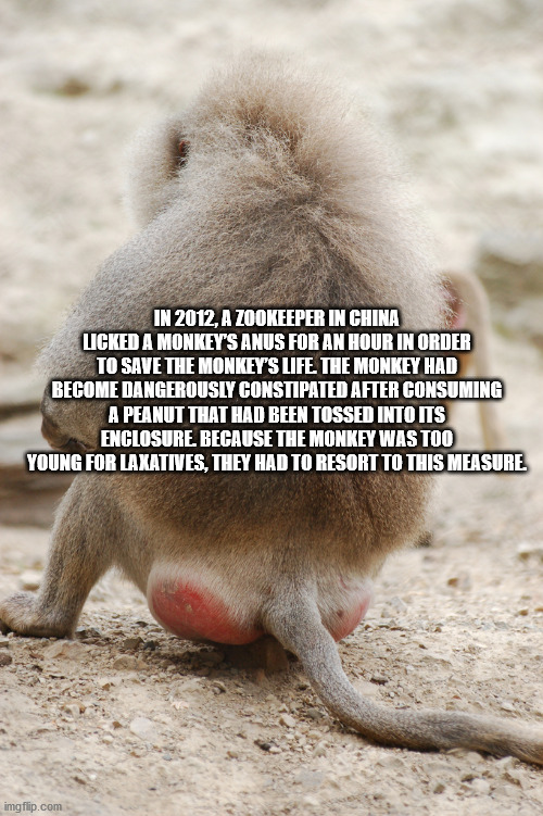 cool facts - In 2012, A Zookeeper In China Licked A Monkey'S Anus For An Hour In Order To Save The Monkey'S Life. The Monkey Had Become Dangerously Constipated After Consuming A Peanut That Had Been Tossed Into Its Enclosure. Because The Monkey W