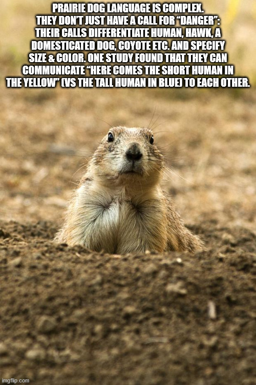 cool facts - Prairie Dog Language Is Complex. They Don'T Just Have A Call For Danger