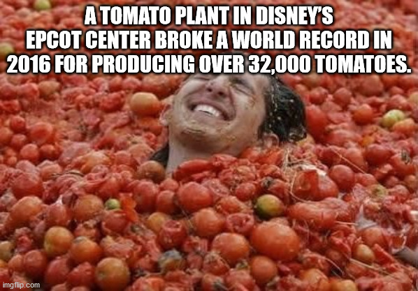 cool facts - A Tomato Plant In Disney'S Epcot Center Broke A World Record In 2016 For Producing Over 32,000 Tomatoes.