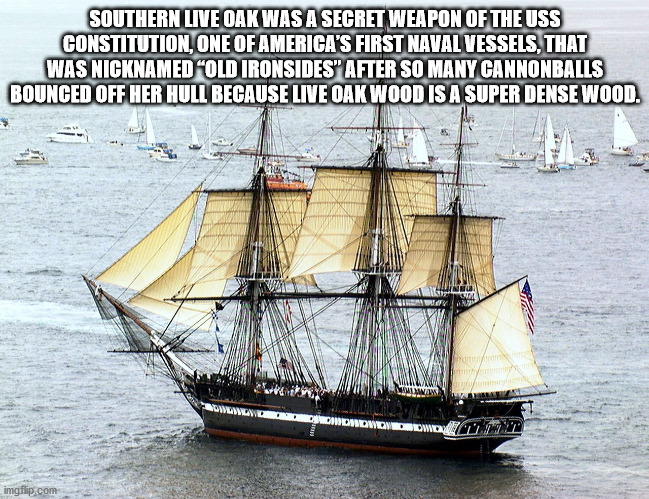 cool facts - Southern Live Oak Was A Secret Weapon Of The Uss Constitution, One Of America'S First Naval Vessels, That Was Nicknamed Old Ironsides