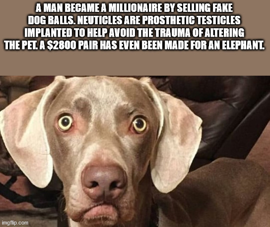 cool facts - A Man Became A Millionaire By Selling Fake Dog Balls, Neuticles Are Prosthetic Testicles Implanted To Help Avoid The Trauma Of Altering The Pet, A $2800 Pair Has Even Been Made For An Elephant.